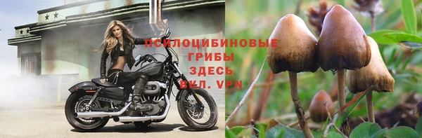 трава Белокуриха