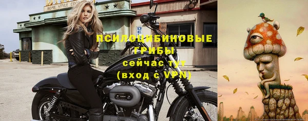 сатива Беломорск